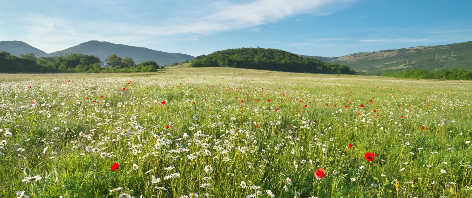 Frisch gemähte Wiese in Heidenheim – Rasenpflege durch Hahn Haus und Garten