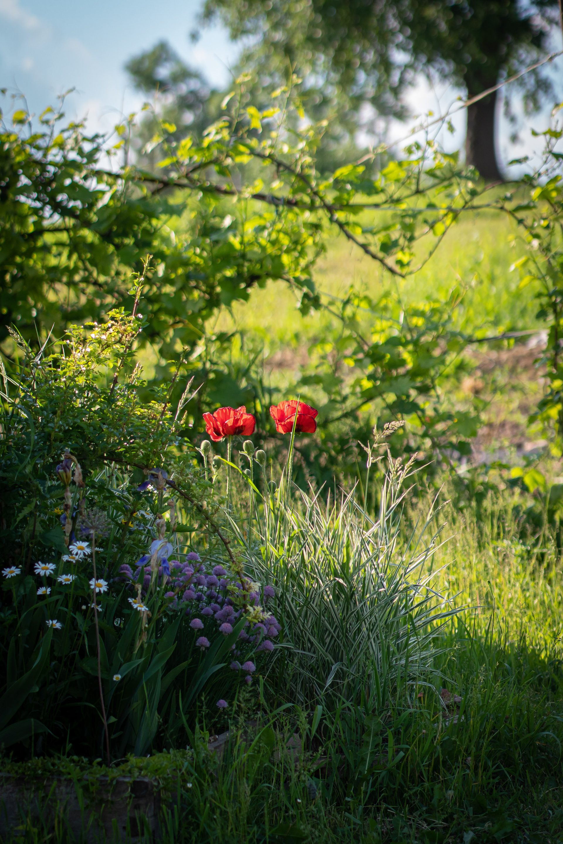 Blühende Pfingstrosen in einem gepflegten Garten