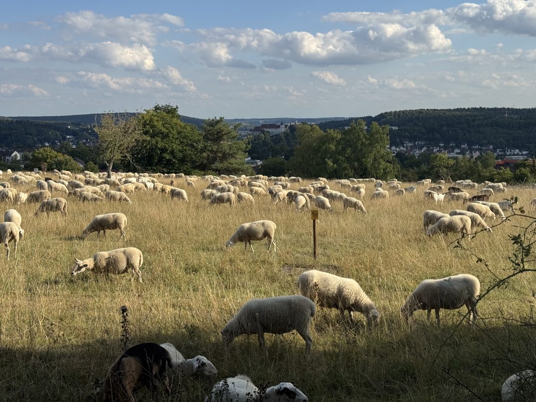 Naturgarten auf der Alb – was wirklich funktioniert